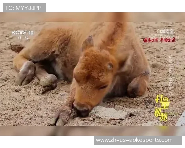 足球场上的野牛传奇：他如何改变比赛的节奏与风格